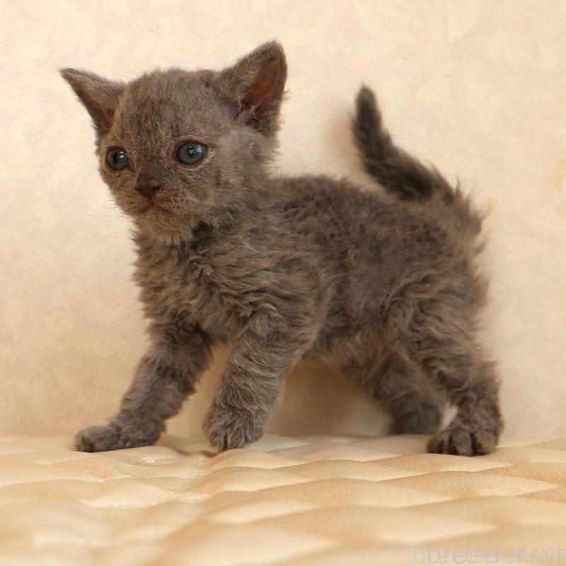 販売中の静岡県のセルカークレックス-134429の21枚目