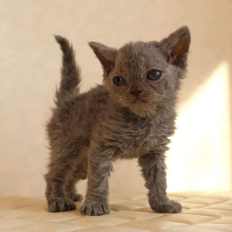 販売中の静岡県のセルカークレックス-134429の20枚目