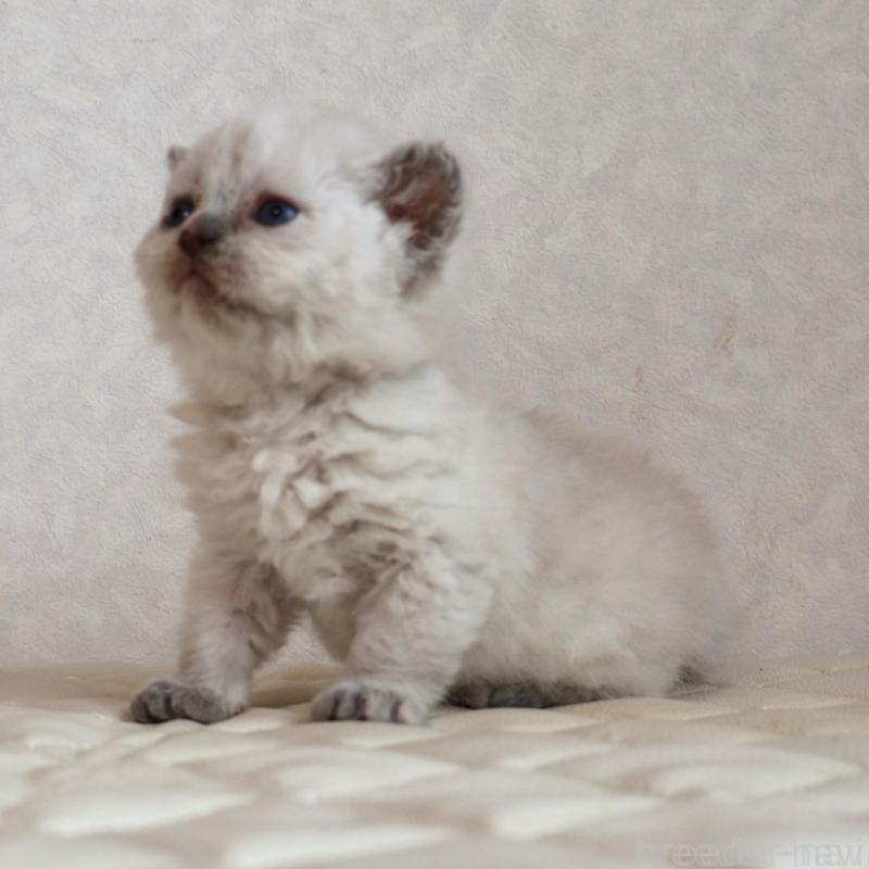 販売中の静岡県のセルカークレックス-134836の5枚目