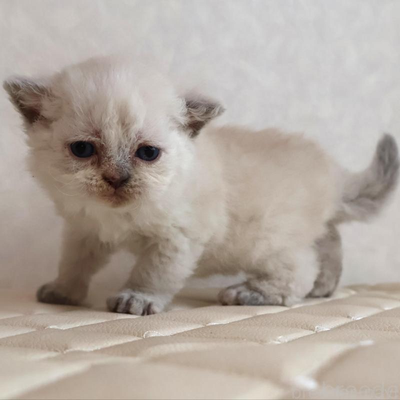 販売中の静岡県のセルカークレックス-134836の4枚目