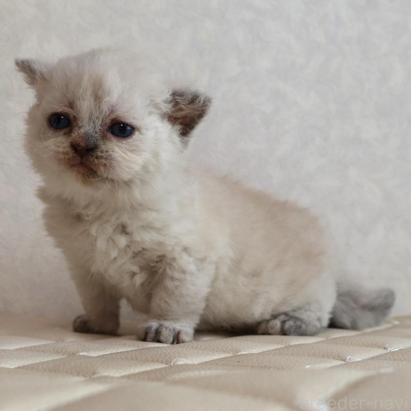 販売中の静岡県のセルカークレックス-134836の1枚目