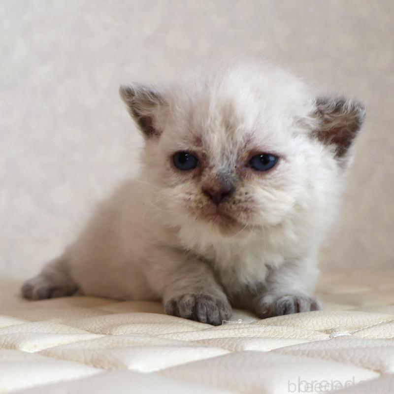 販売中の静岡県のセルカークレックス-134836の3枚目