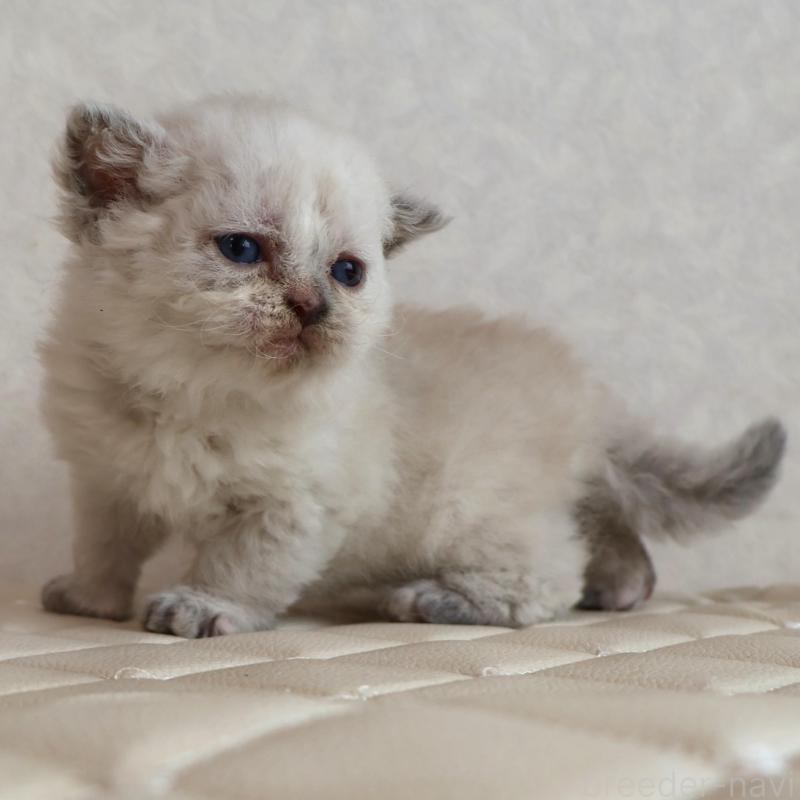 販売中の静岡県のセルカークレックス-134836の2枚目