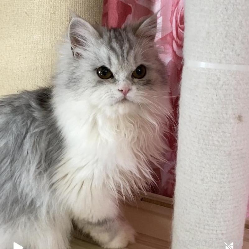 成約済の福岡県のペルシャ(チンチラ)-131946の1枚目