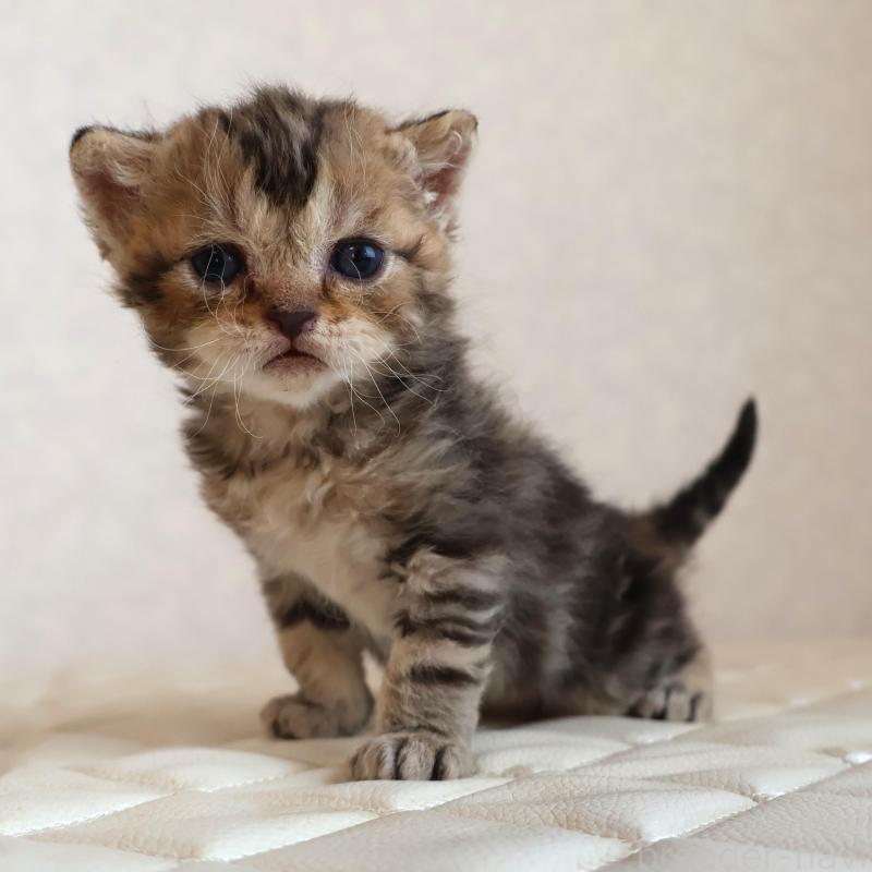 販売中の静岡県のセルカークレックス-134837の1枚目