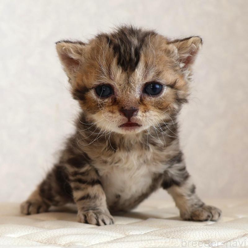 販売中の静岡県のセルカークレックス-134837の2枚目