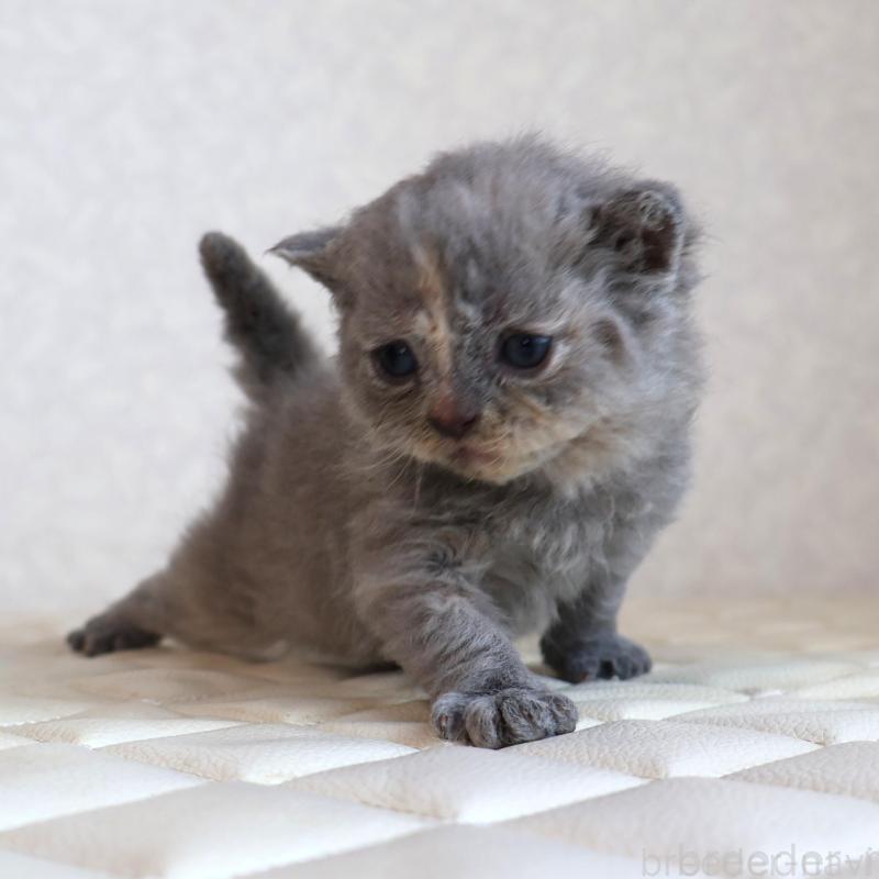 販売中の静岡県のセルカークレックス-134838の3枚目