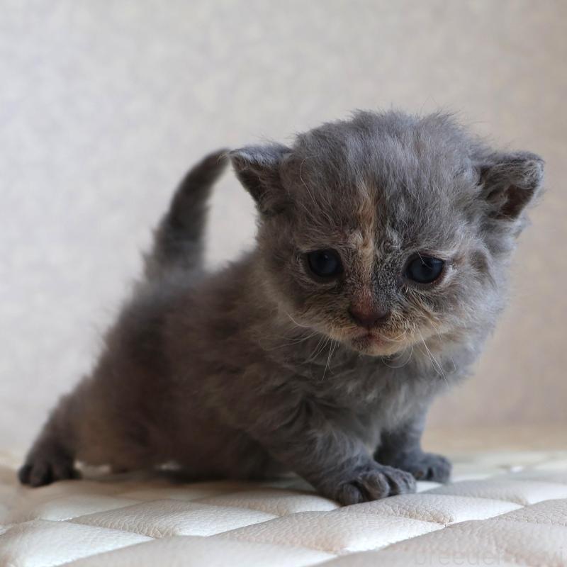 販売中の静岡県のセルカークレックス-134838の2枚目