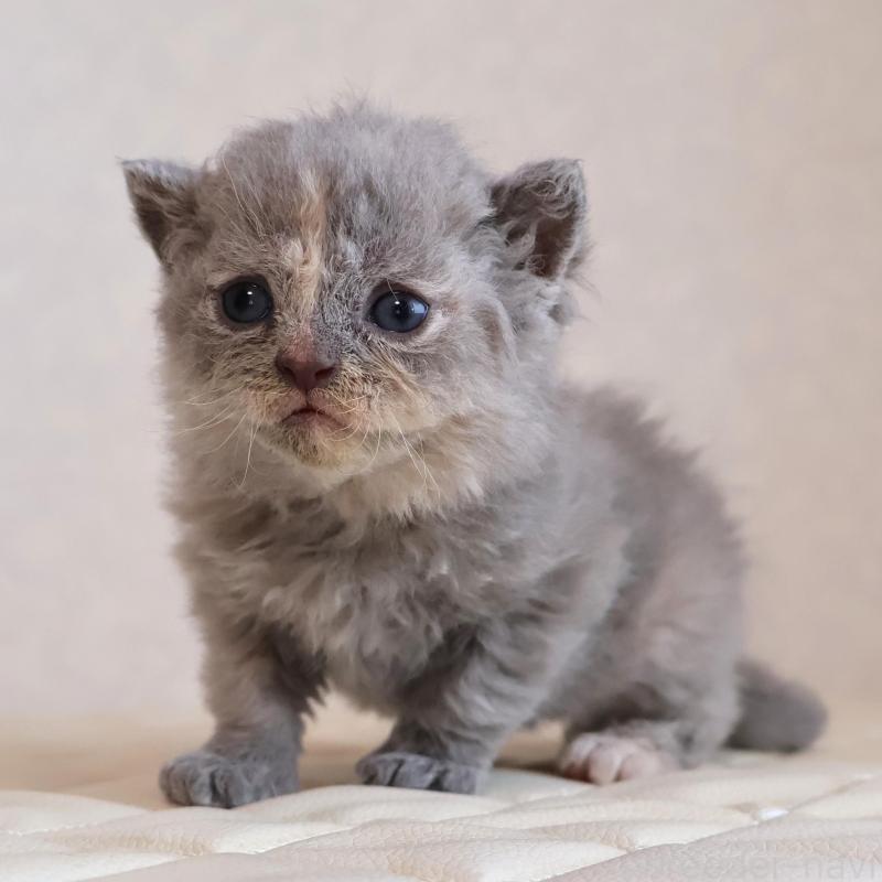 販売中の静岡県のセルカークレックス-134838の1枚目