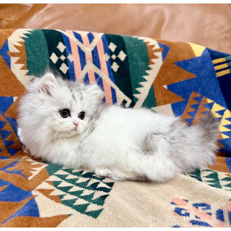 販売中の神奈川県のミヌエット-132506の10枚目