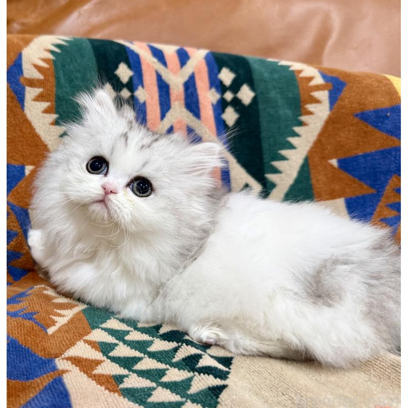 販売中の神奈川県のミヌエット-132506の9枚目