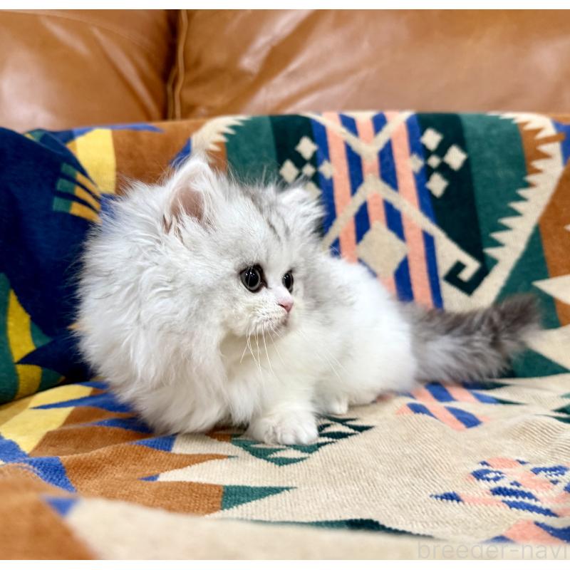 販売中の神奈川県のミヌエット-132506の8枚目