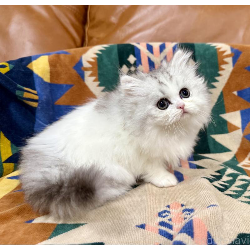 販売中の神奈川県のミヌエット-132506の7枚目