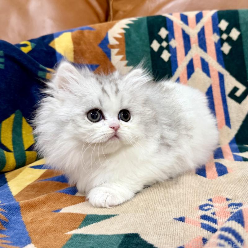 販売中の神奈川県のミヌエット-132506の1枚目