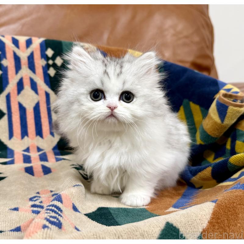 販売中の神奈川県のミヌエット-132506の6枚目