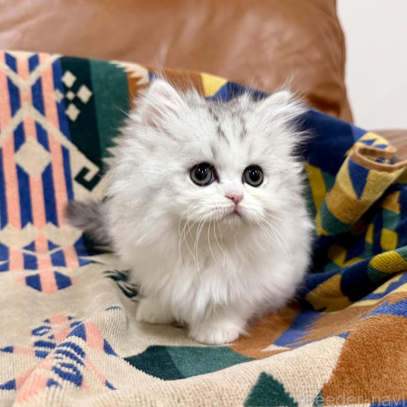 販売中の神奈川県のミヌエット-132506の5枚目