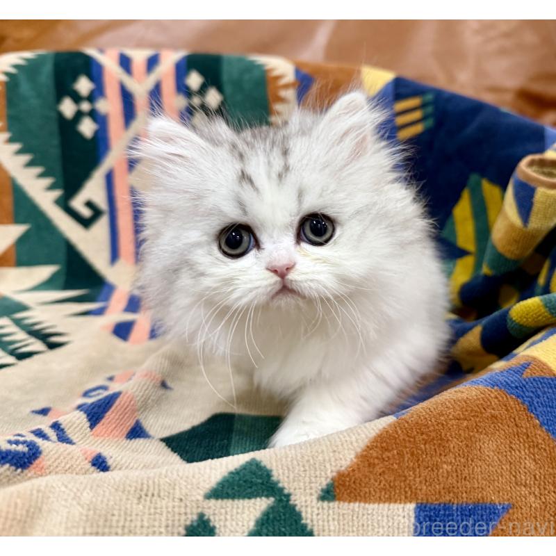 販売中の神奈川県のミヌエット-132506の4枚目