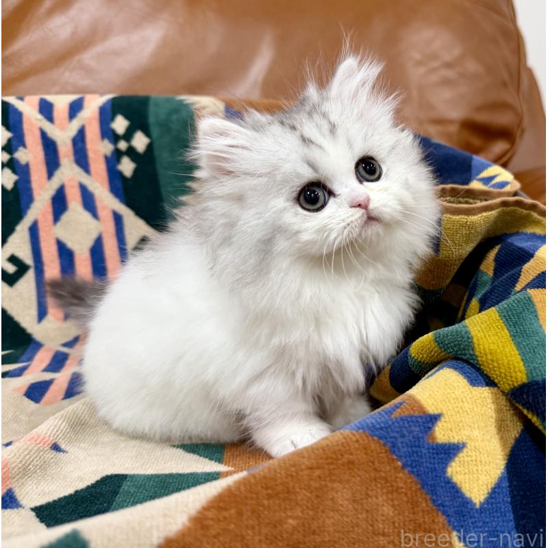 販売中の神奈川県のミヌエット-132506の3枚目