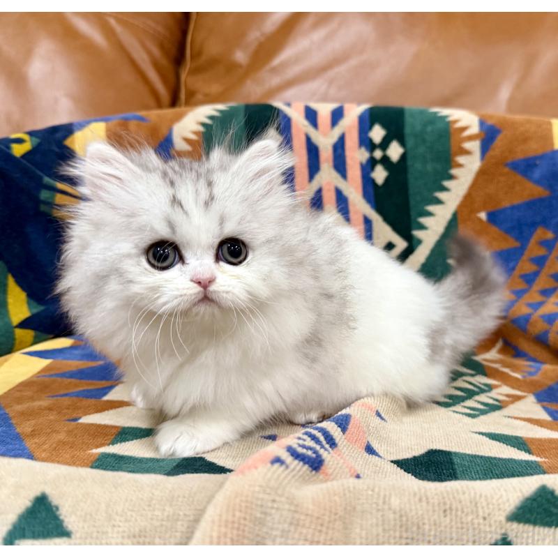 販売中の神奈川県のミヌエット-132506の2枚目