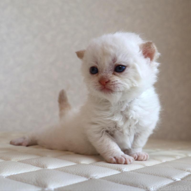 販売中の静岡県のセルカークレックス-134839の4枚目