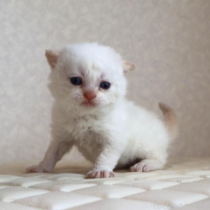 販売中の静岡県のセルカークレックス-134839の1枚目