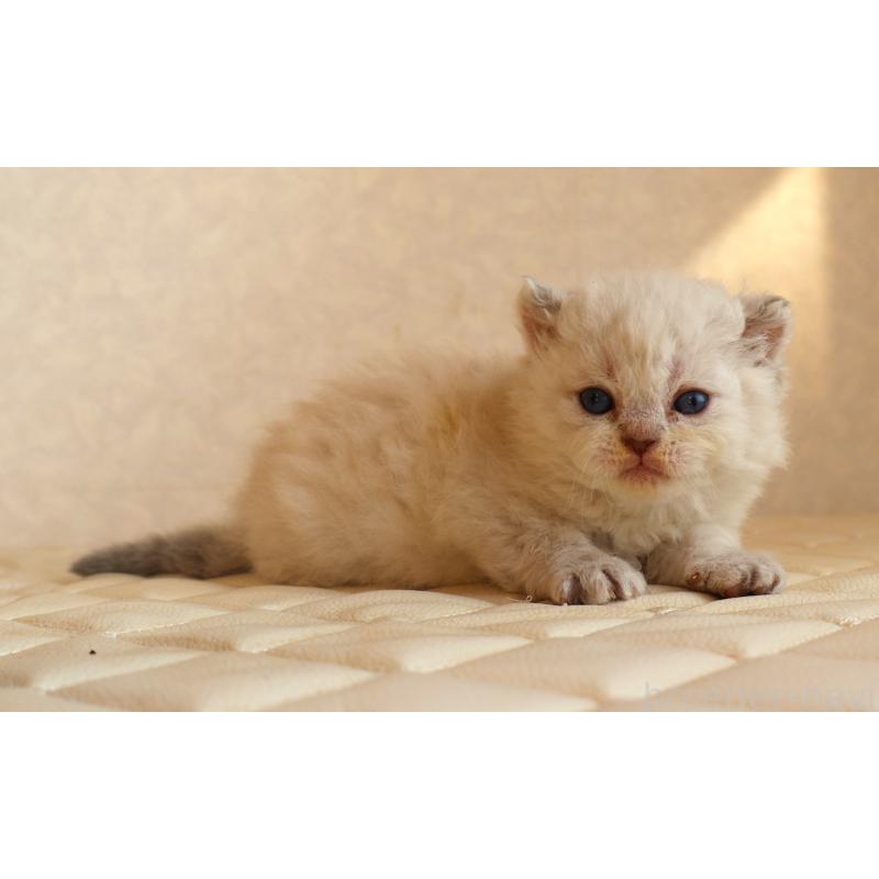 販売中の静岡県のセルカークレックス-134840の2枚目