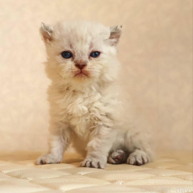 販売中の静岡県のセルカークレックス-134840の1枚目