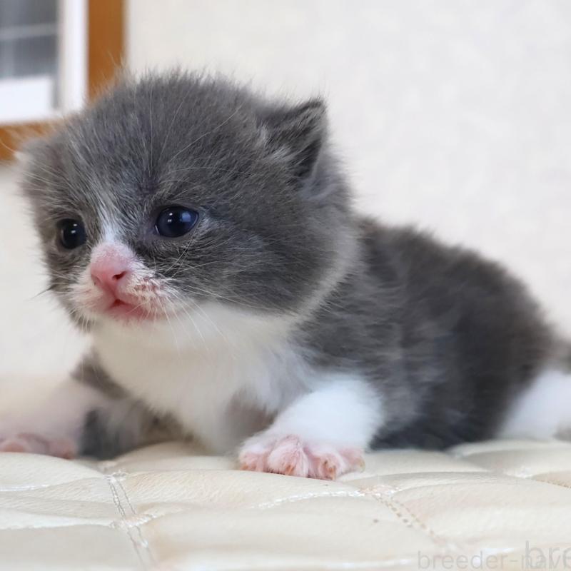 販売中の静岡県のブリティッシュショートヘア-134841の3枚目