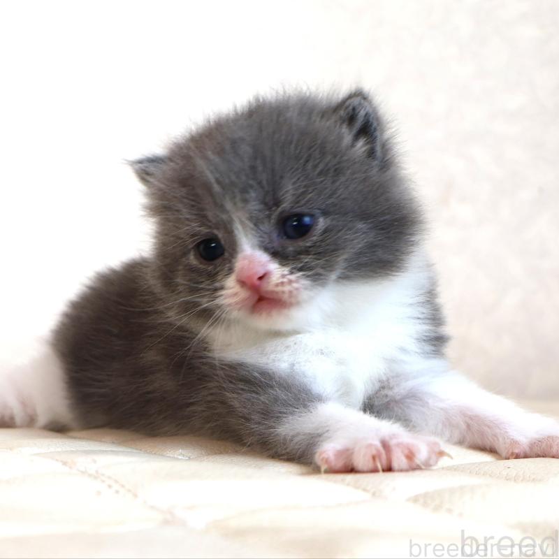 販売中の静岡県のブリティッシュショートヘア-134841の2枚目