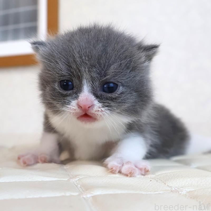 販売中の静岡県のブリティッシュショートヘア-134841