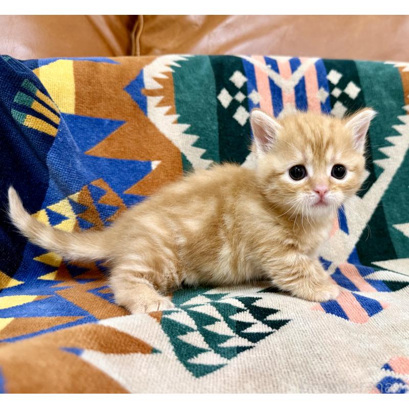 成約済の神奈川県のマンチカン-134269の9枚目