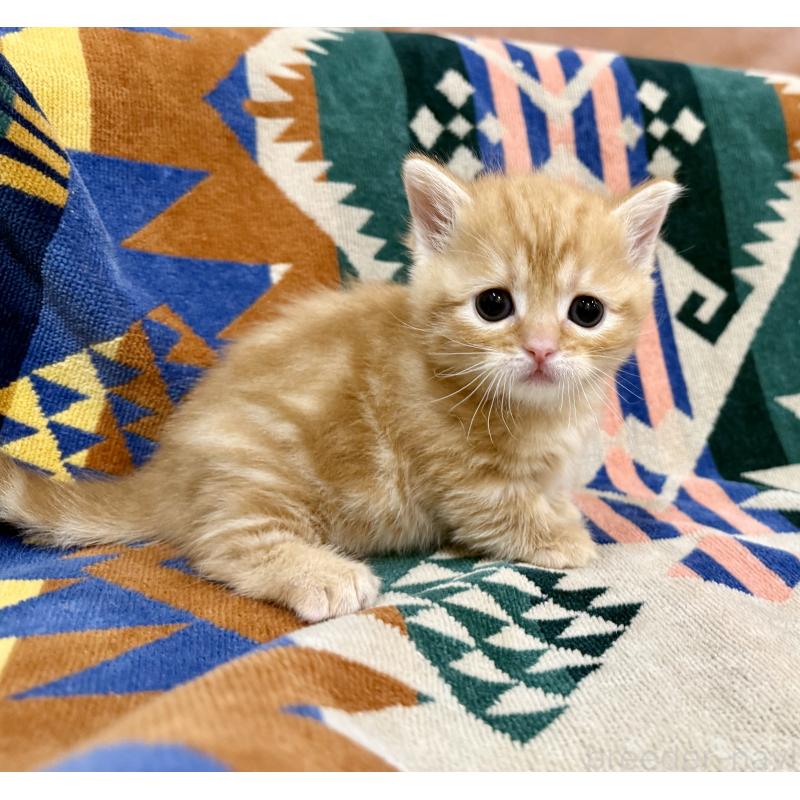 成約済の神奈川県のマンチカン-134269の8枚目