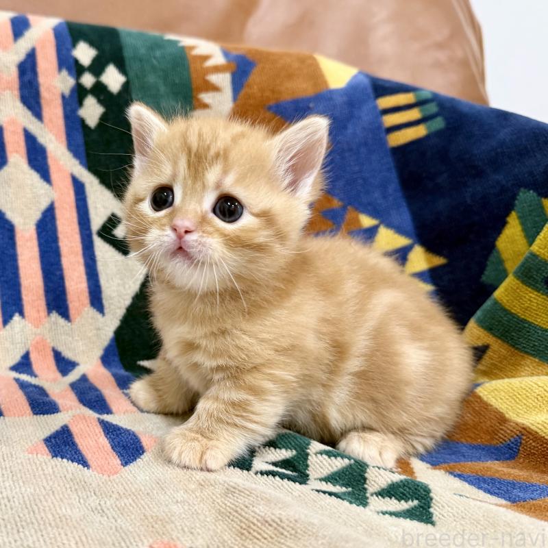 成約済の神奈川県のマンチカン-134269の7枚目