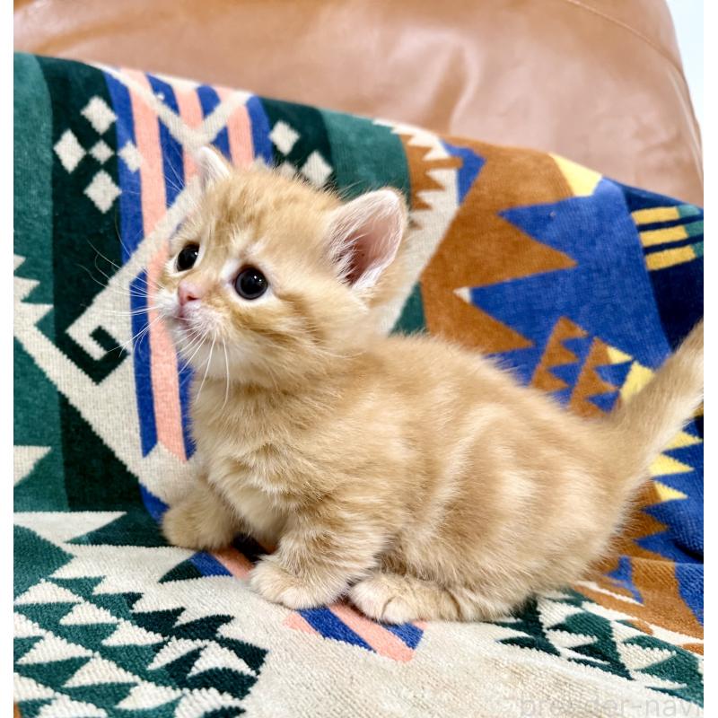 成約済の神奈川県のマンチカン-134269の6枚目