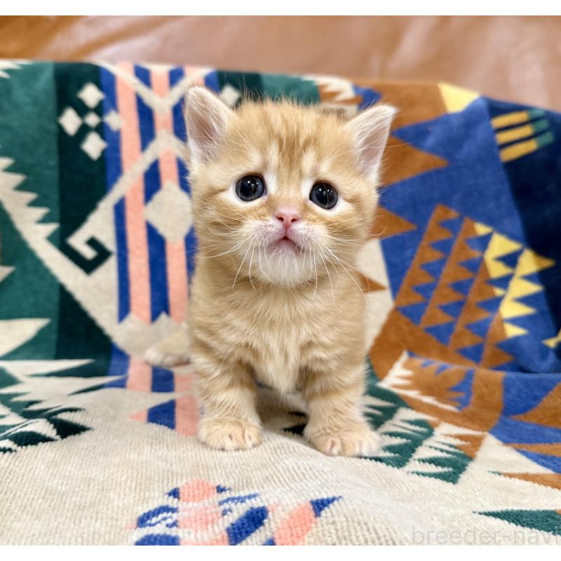 成約済の神奈川県のマンチカン-134269の5枚目