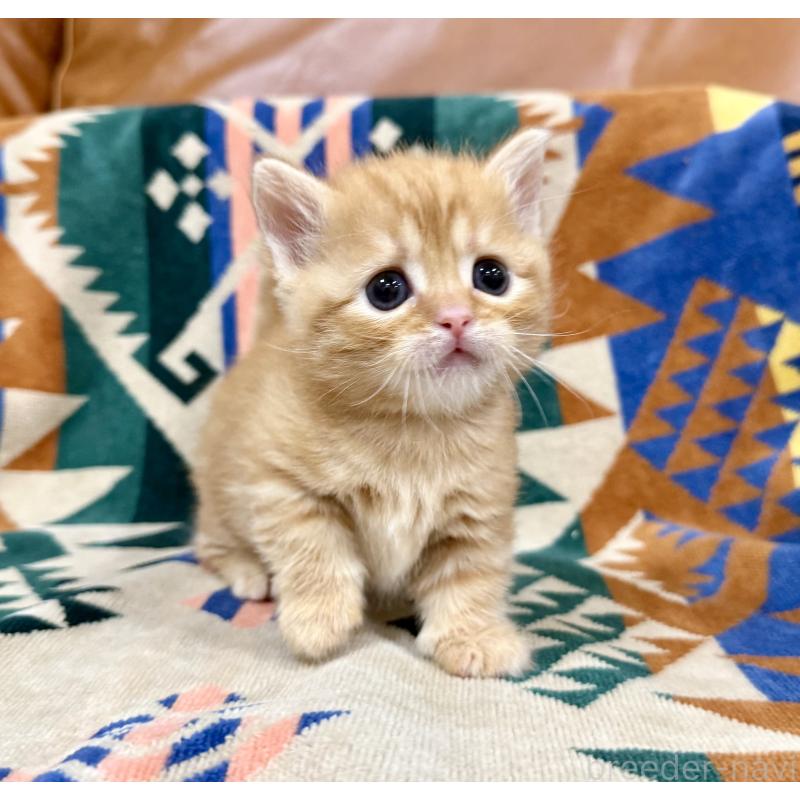 成約済の神奈川県のマンチカン-134269の4枚目