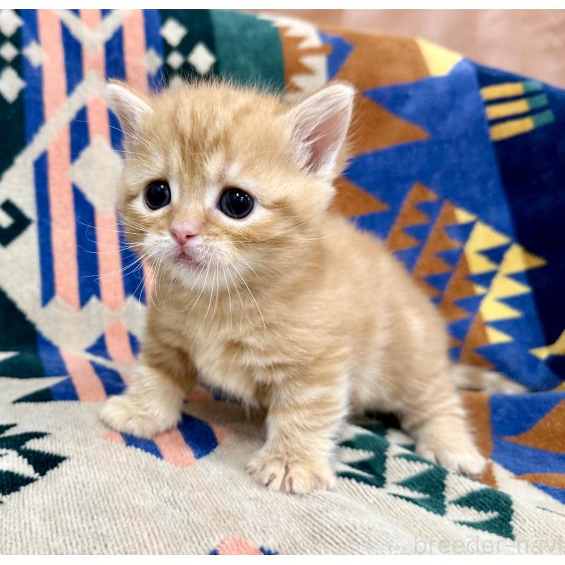 成約済の神奈川県のマンチカン-134269の2枚目
