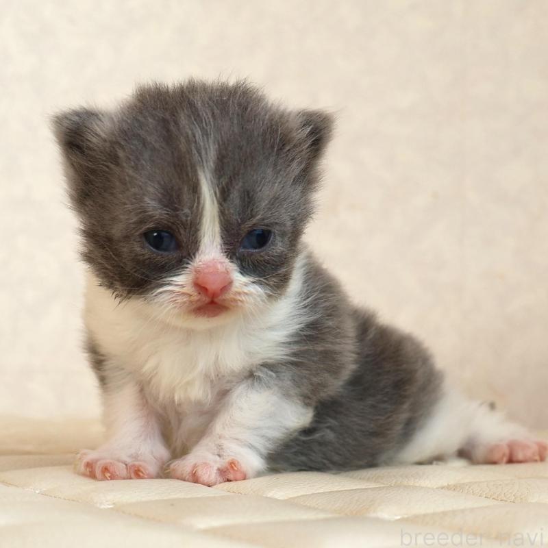 販売中の静岡県のブリティッシュショートヘア-134842の3枚目