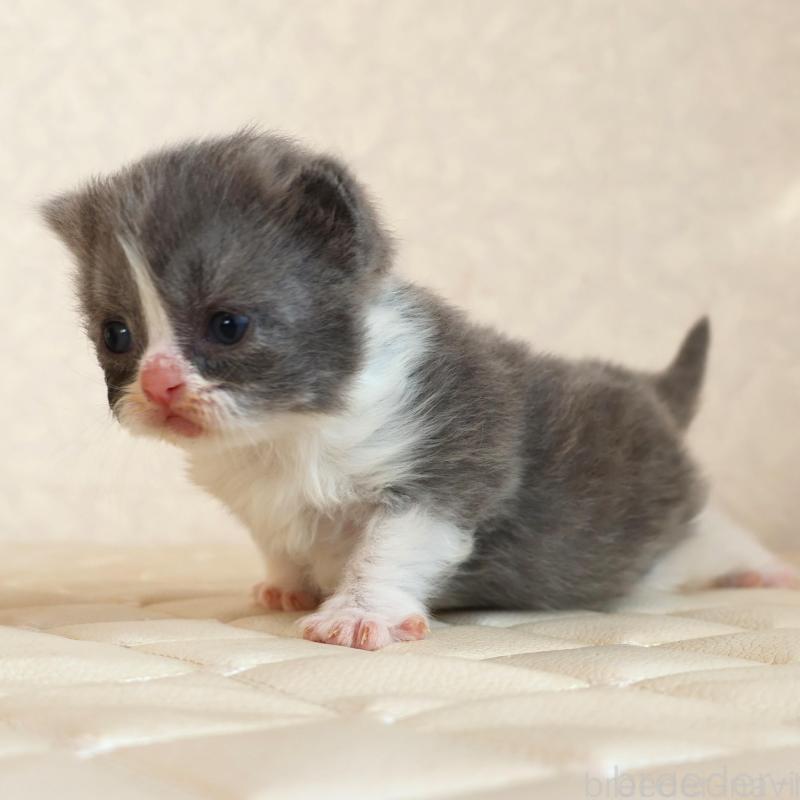 販売中の静岡県のブリティッシュショートヘア-134842の2枚目