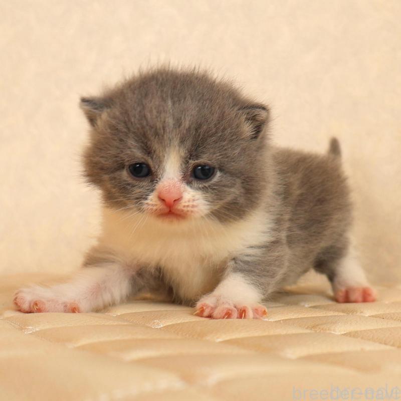 販売中の静岡県のブリティッシュショートヘア-134843の5枚目