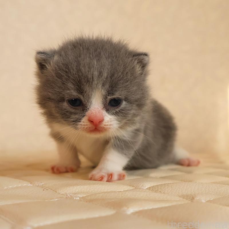 販売中の静岡県のブリティッシュショートヘア-134843の4枚目