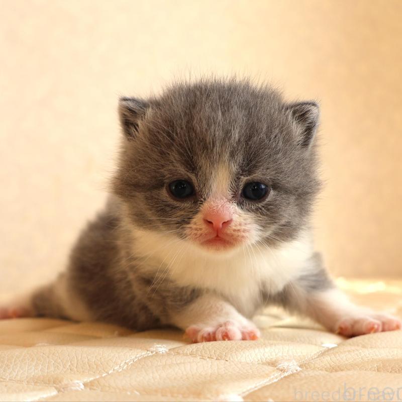 販売中の静岡県のブリティッシュショートヘア-134843