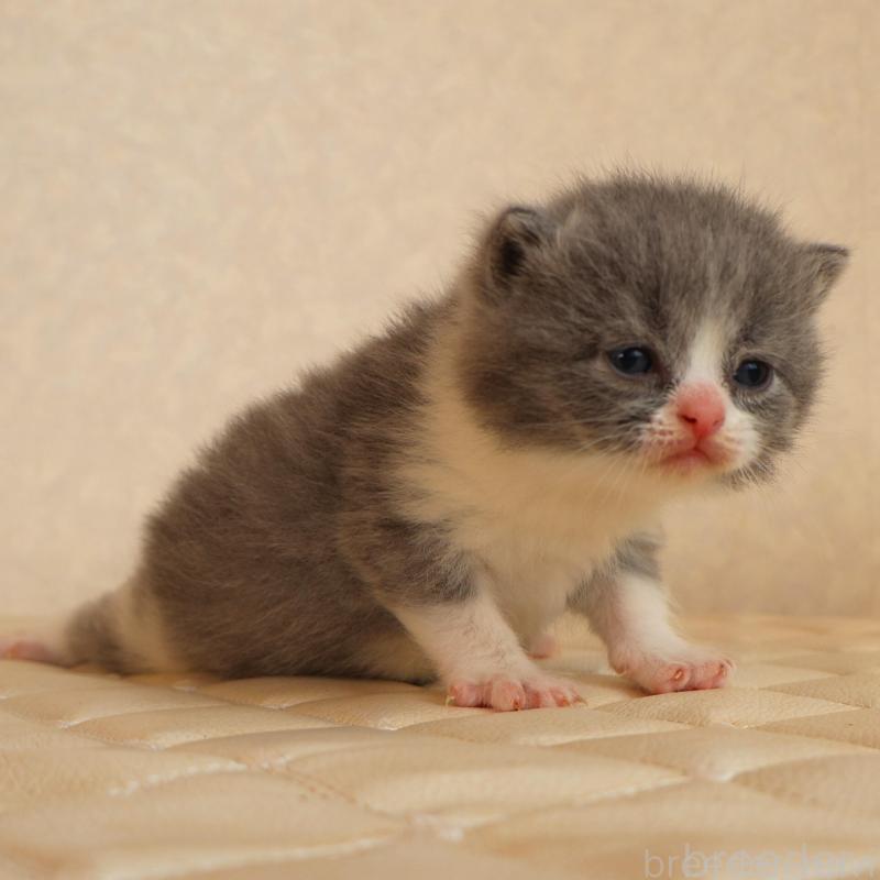 販売中の静岡県のブリティッシュショートヘア-134843の3枚目