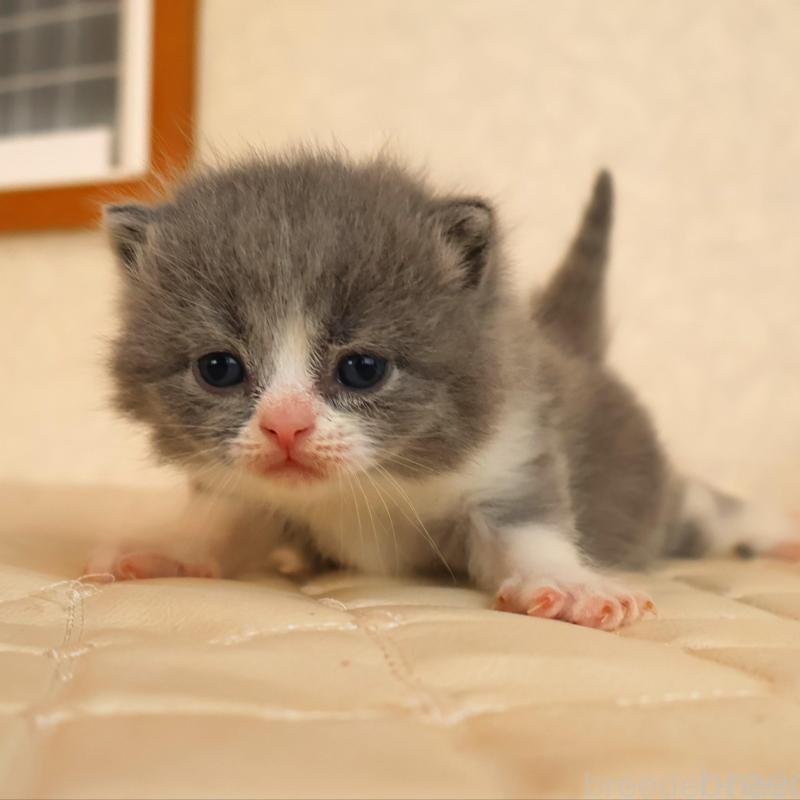 販売中の静岡県のブリティッシュショートヘア-134843の2枚目