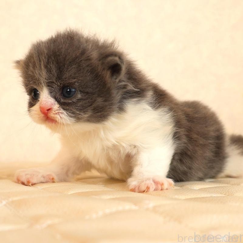 販売中の静岡県のブリティッシュショートヘア-134844の5枚目