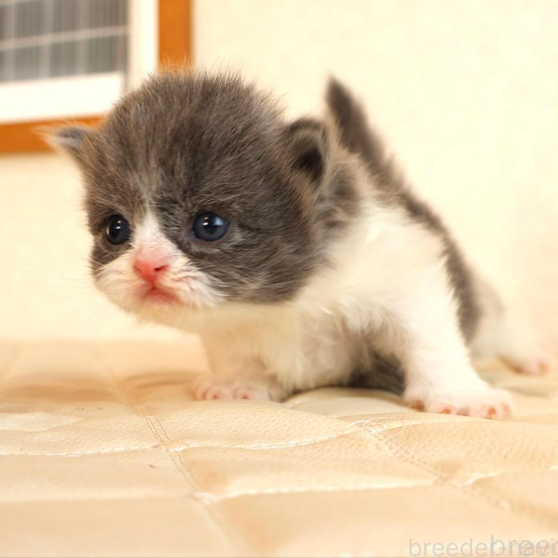 販売中の静岡県のブリティッシュショートヘア-134844の3枚目