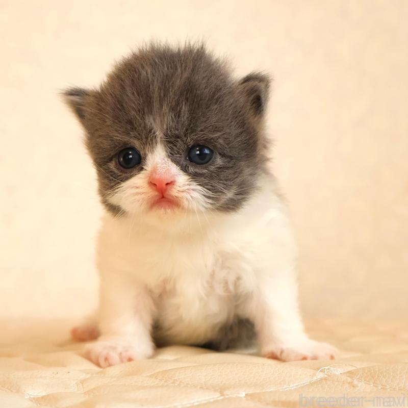 販売中の静岡県のブリティッシュショートヘア-134844