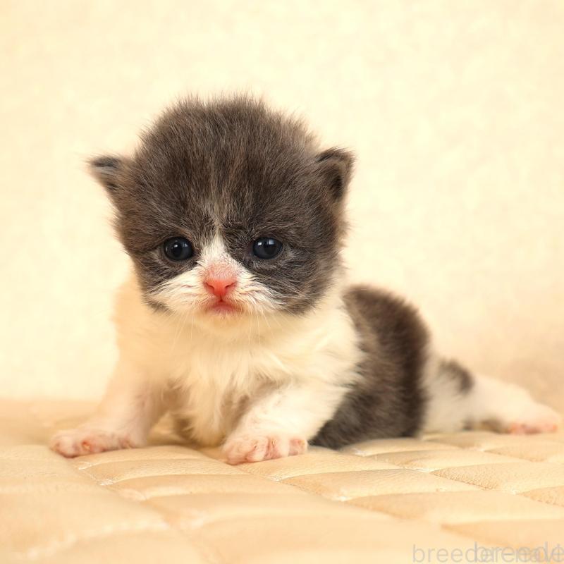 販売中の静岡県のブリティッシュショートヘア-134844の2枚目