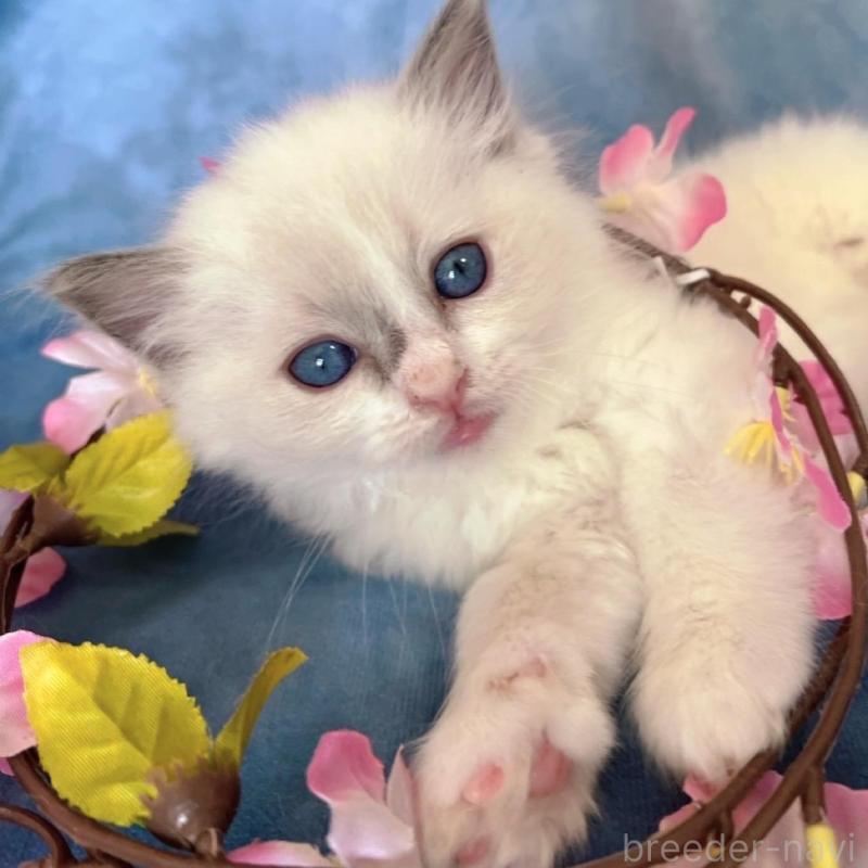 販売中の千葉県のラグドール-134845