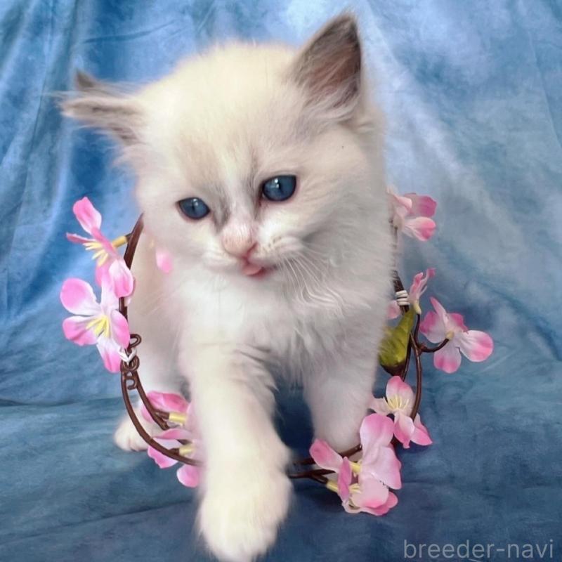 販売中の千葉県のラグドール-134845の9枚目